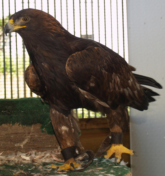 goldeneagle1