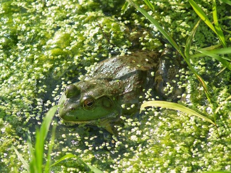 Lithobates clamitans