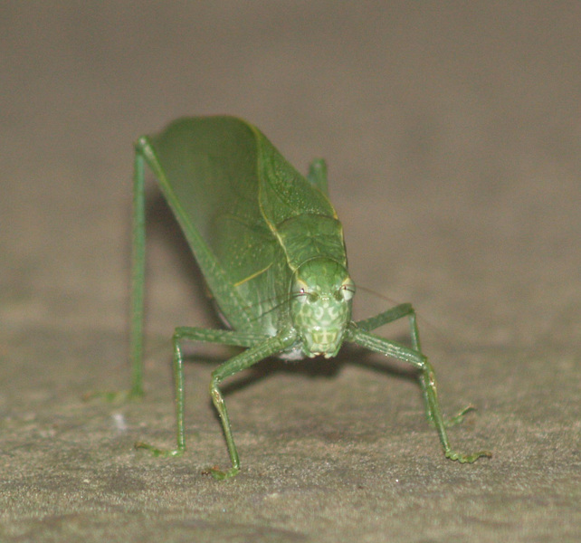 Tettigoniidae