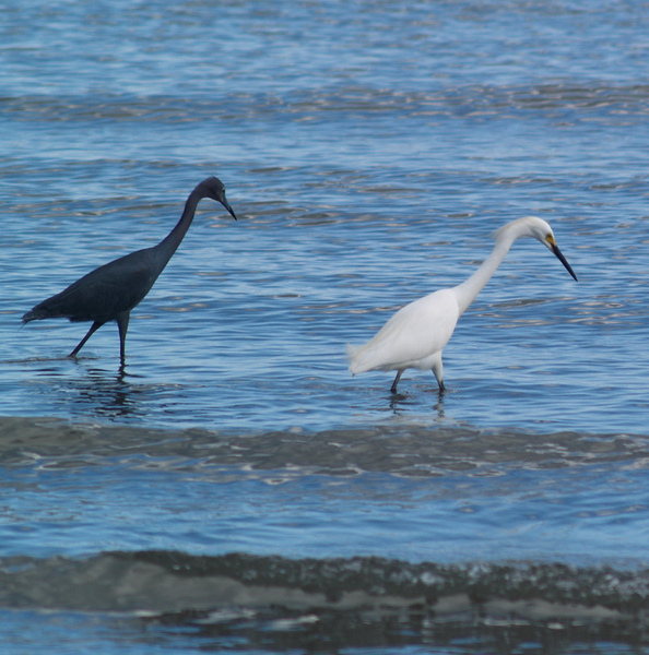 Egretta