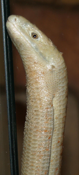 Pseudopus apodus