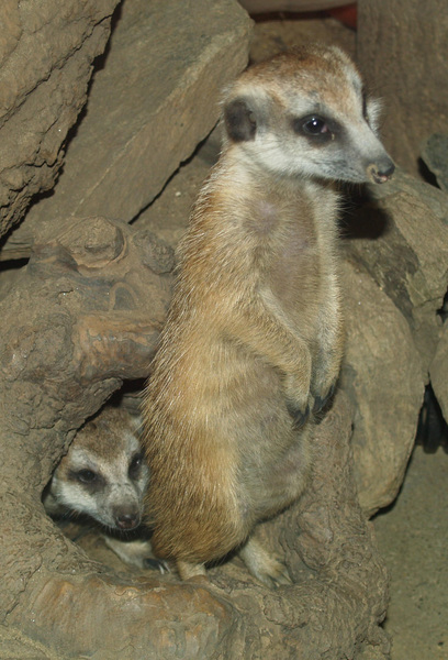 Suricata