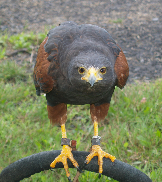 Parabuteo