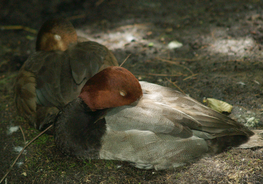 redheads