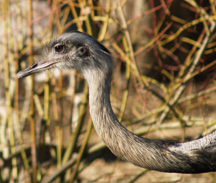 Rhea americana