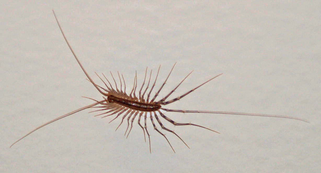 Scutigera coleoptrata