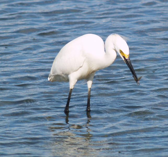 Egretta