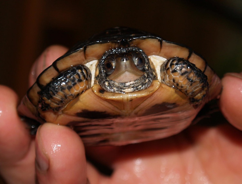 spottedturtlehatchling