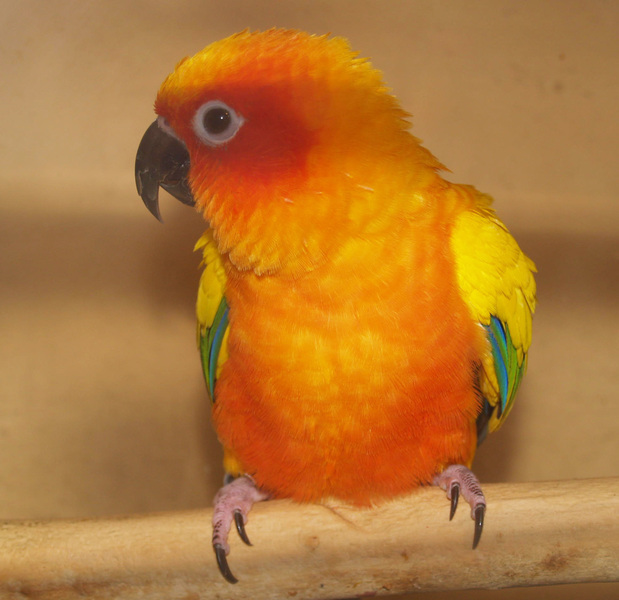 sunconure1