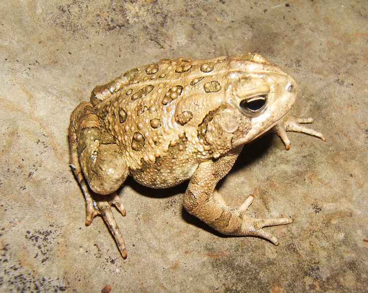 Anaxyrus