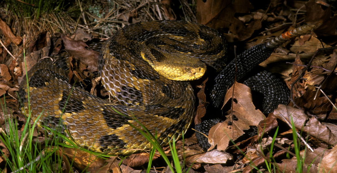 Crotalus