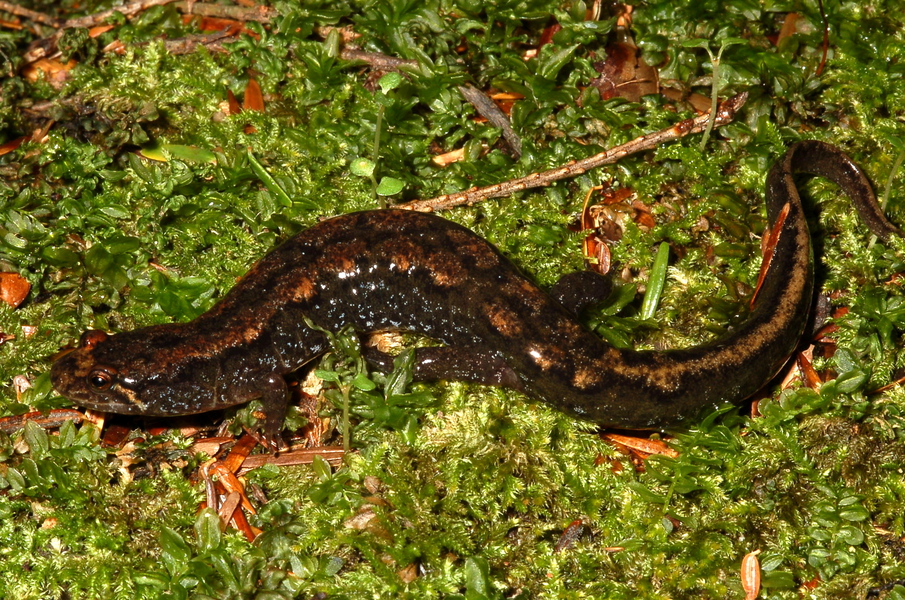 Plethodontidae