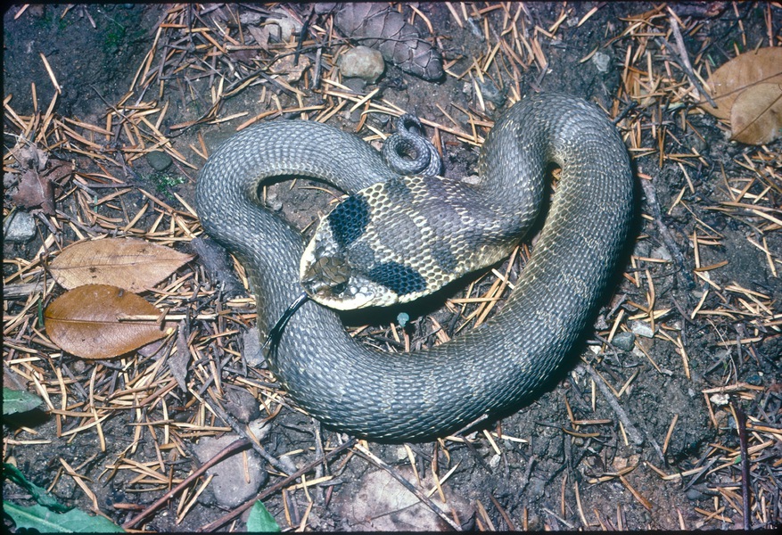 Heterodon platirhinos