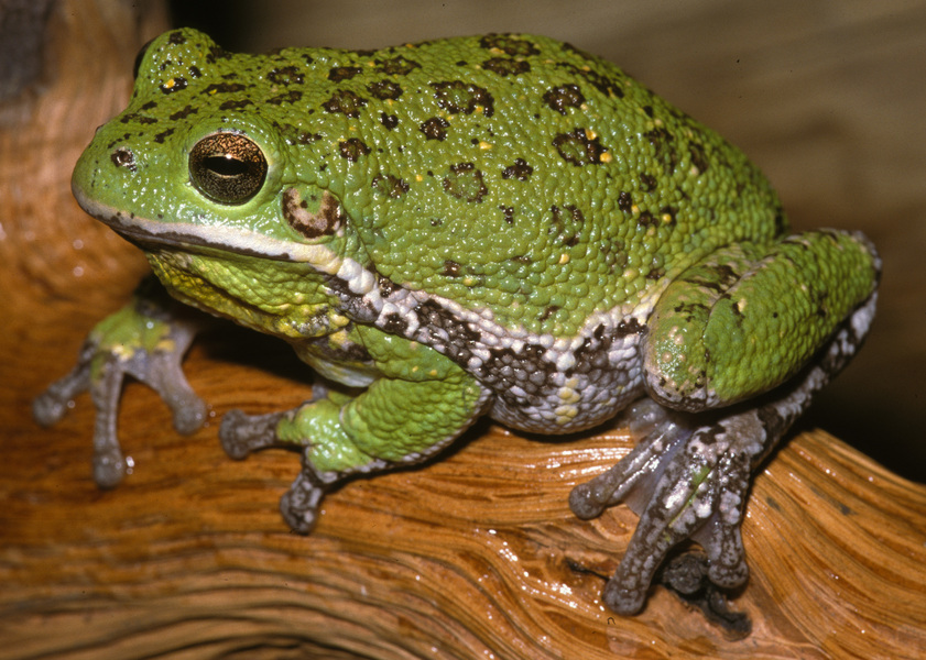 Hyla gratiosa