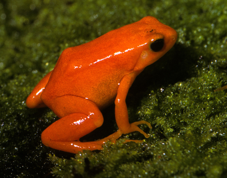 Mantella aurantiaca