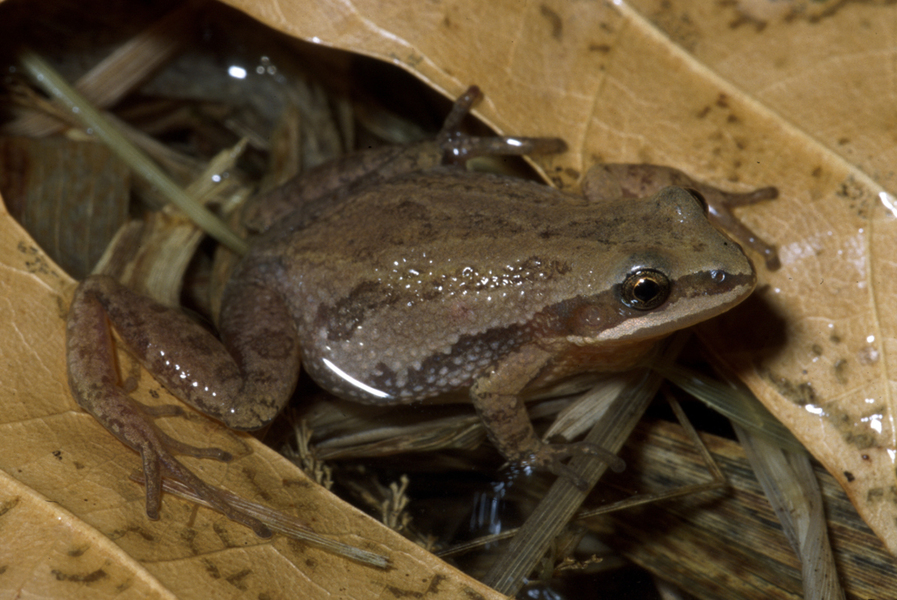 Euteleostomi