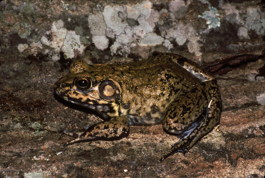 Lithobates heckscheri