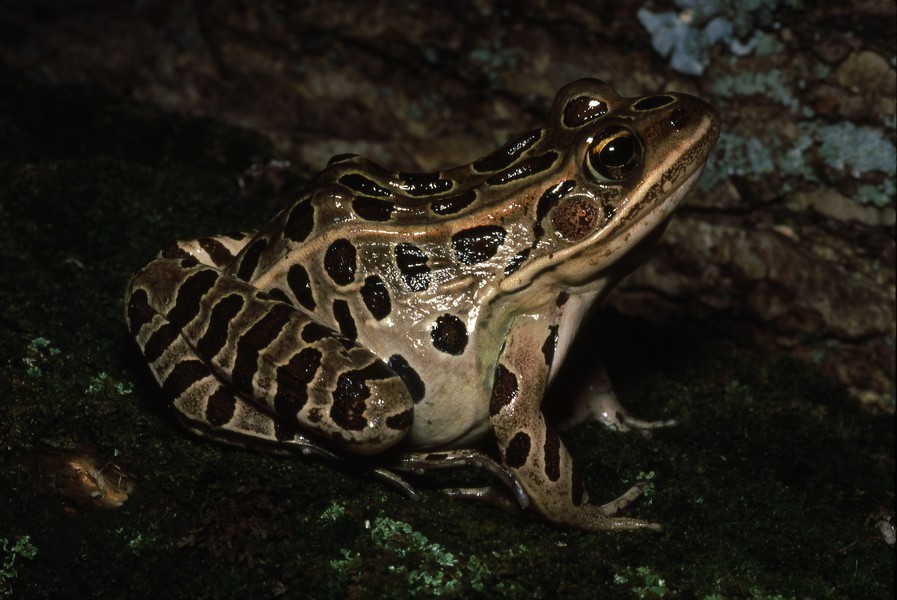 Lithobates pipiens