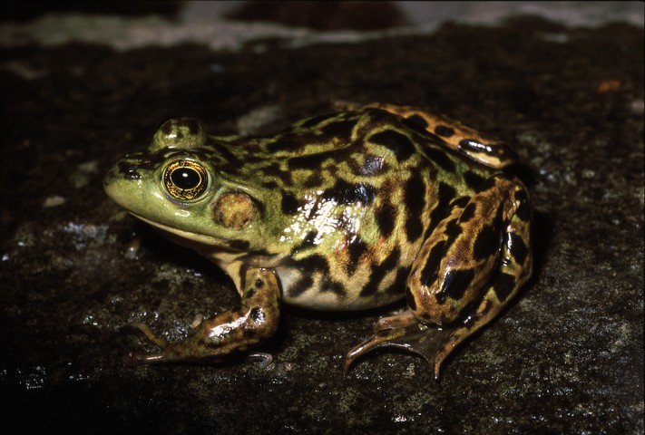 Photo of Lithobates septentrionalis