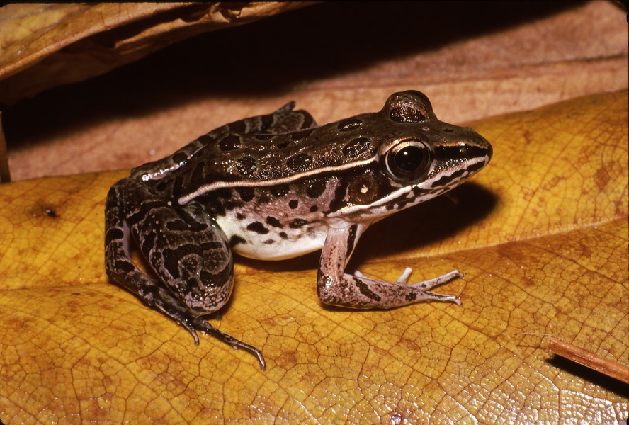 Lithobates sphenocephalus