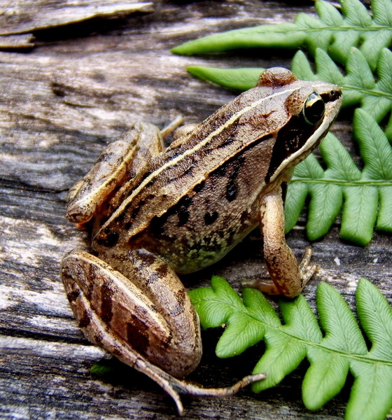 Lithobates sylvaticus