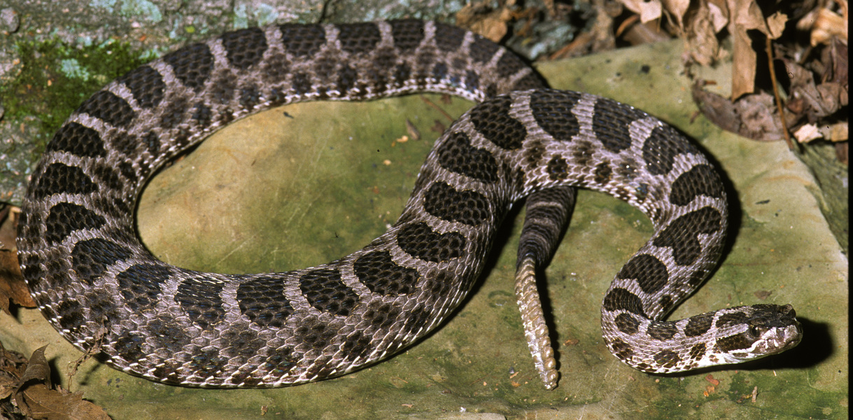 Sistrurus_catenatus