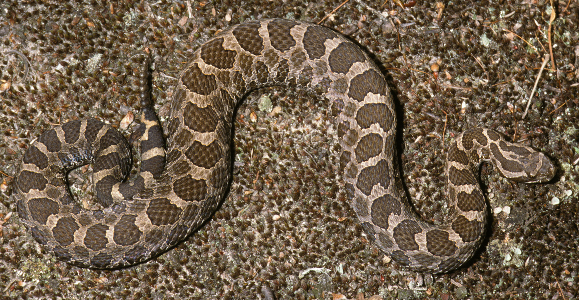 Sistrurus catenatus