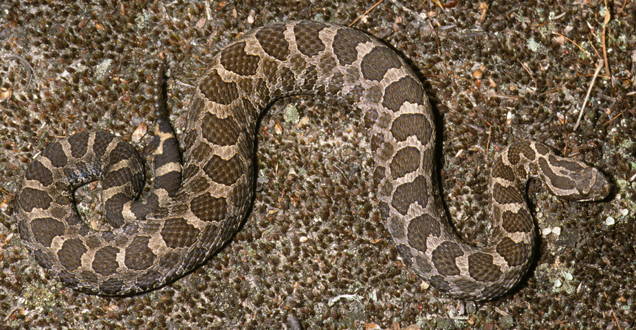 Photo of Sistrurus catenatus