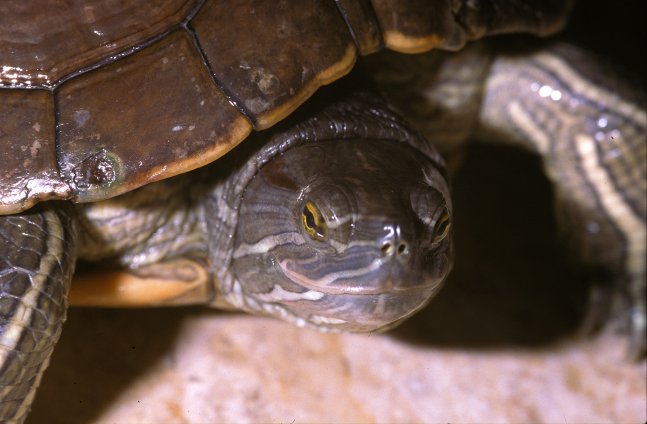 Trachemys stejnegeri