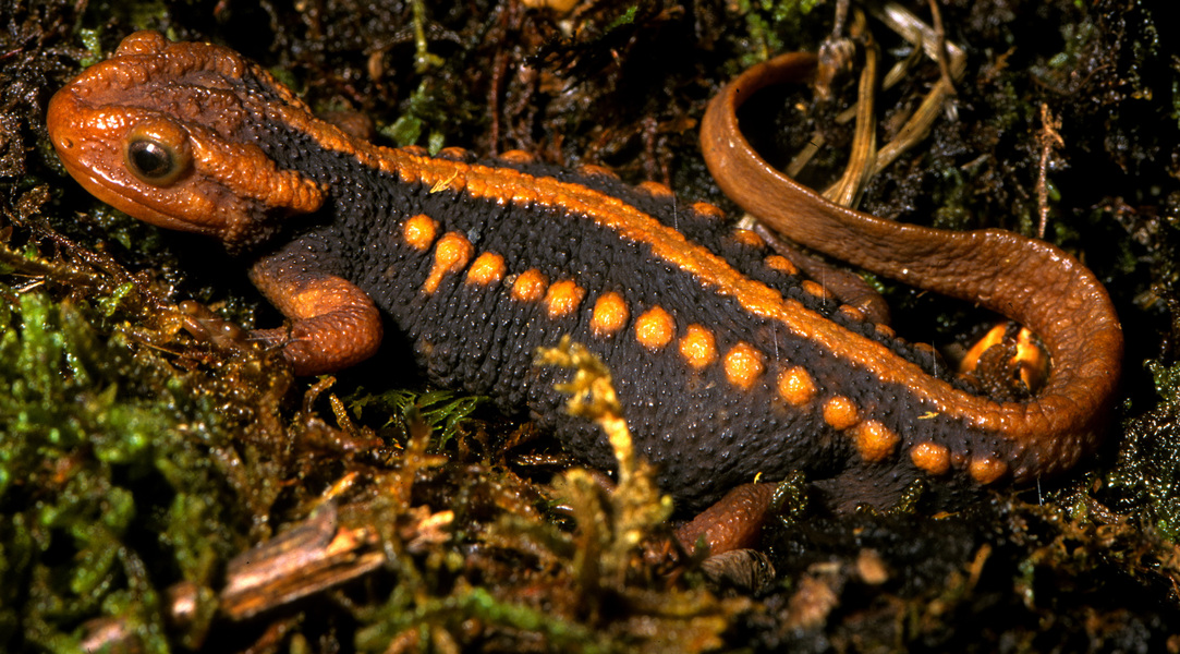 Tylototriton SHANJING