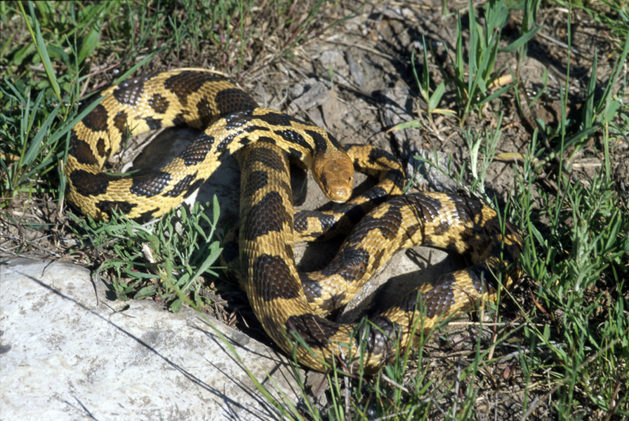 Pantherophis vulpinus