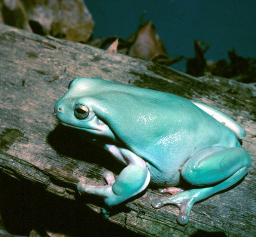 Litoria