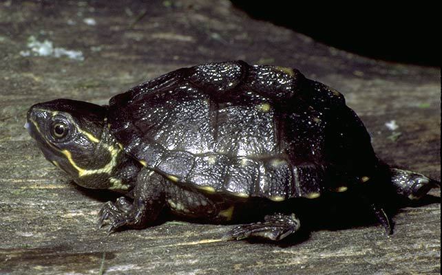 Sternotherus