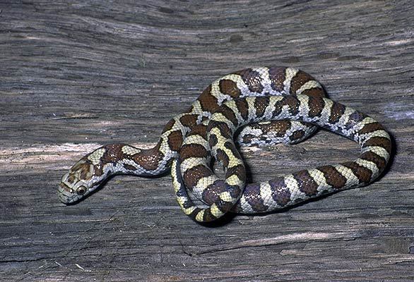 Lampropeltis