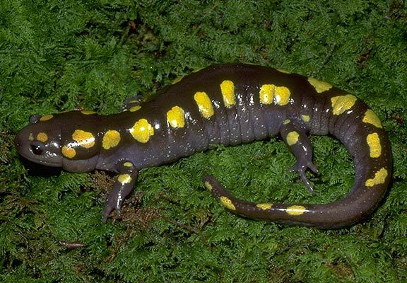 Ambystoma maculatum