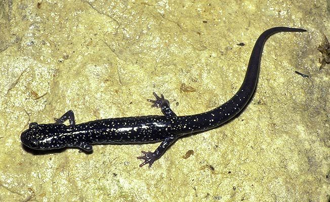 Plethodon