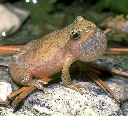 Pseudacris crucifer