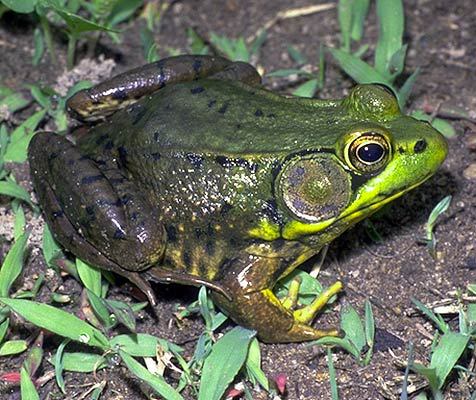 Lithobates