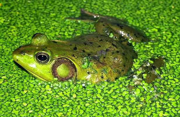 Lithobates