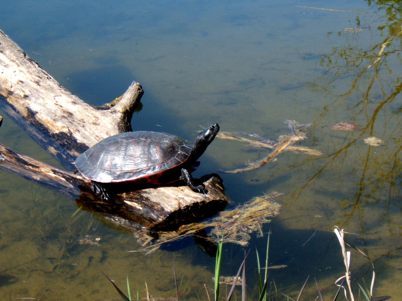 Eumetazoa