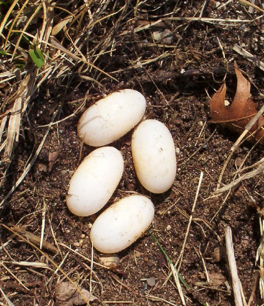 sternotherus_odoratuseggs