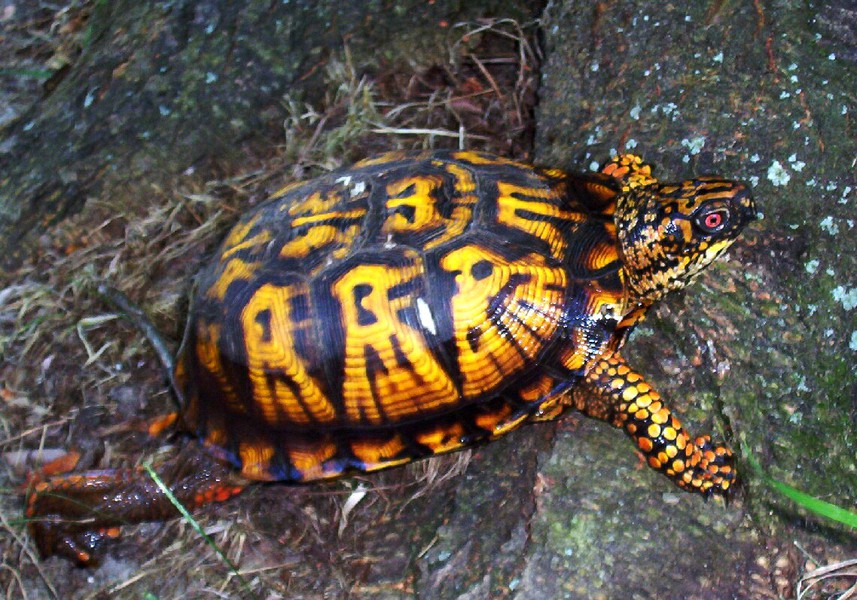 Terrapene carolina