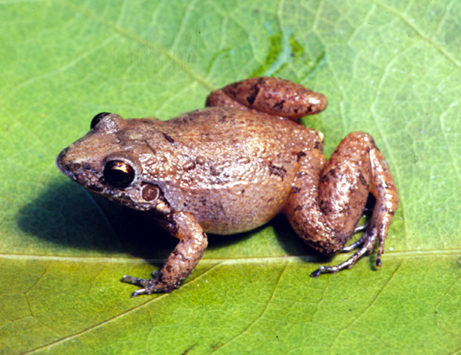 Leptodactylus