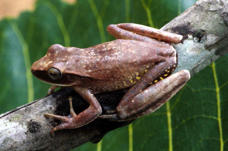 Hypsiboas albopunctatus