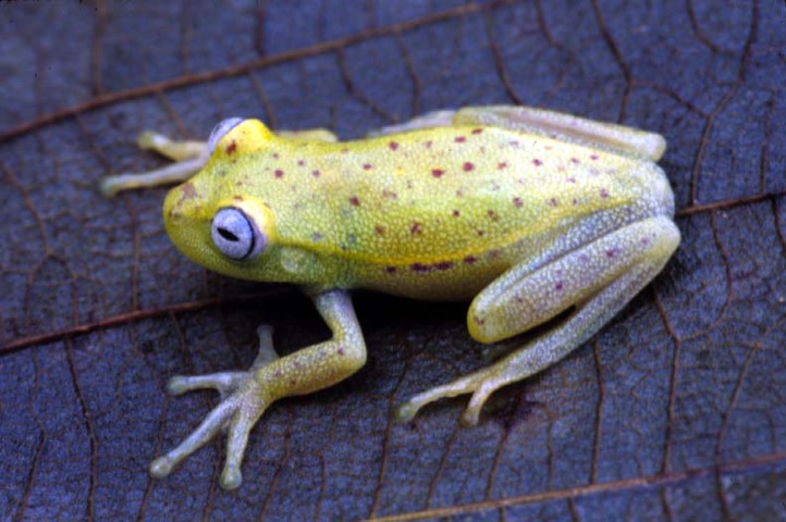 Photo of Hypsiboas punctatus