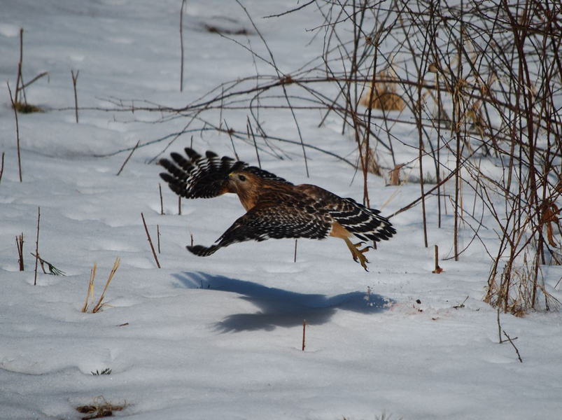 Buteo lineatus