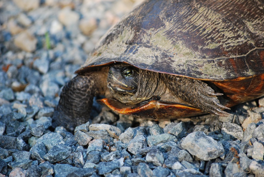 Eumetazoa