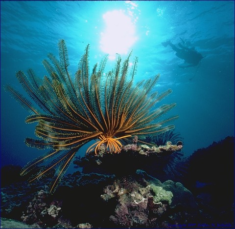 Crinoid_diver