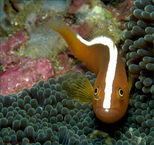 Photo of Amphiprion sandaracinos