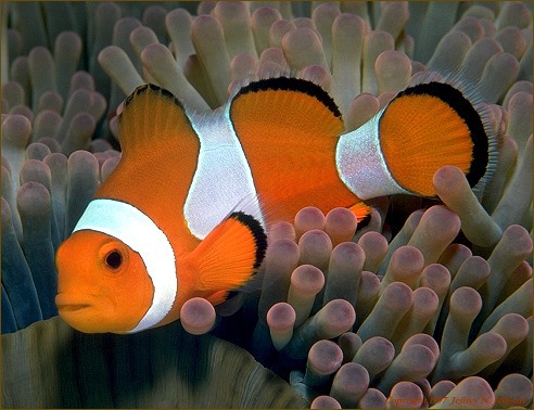 Amphiprion